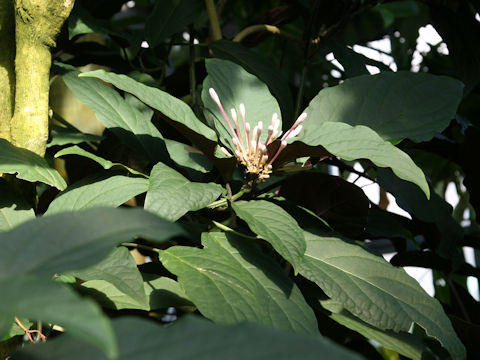 Clerodendrum quadriloculare