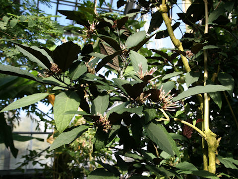 Clerodendrum quadriloculare