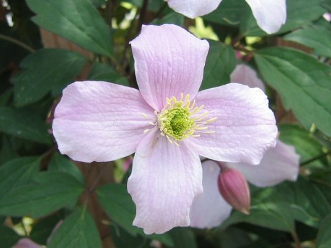 Clematis montana var. rubens