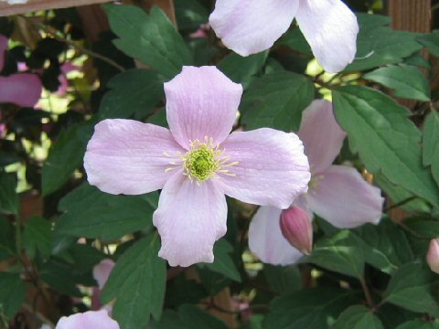 Clematis montana var. rubens