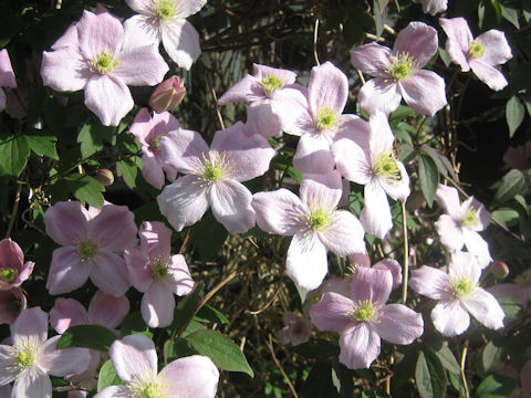 Clematis montana var. rubens