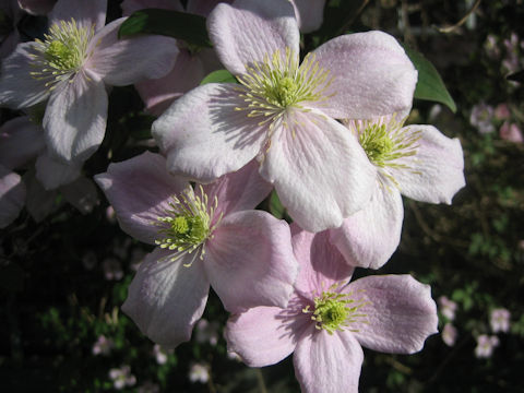 Clematis montana var. rubens