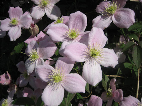 Clematis montana var. rubens