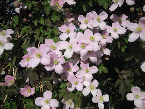 Clematis montana var. rubens