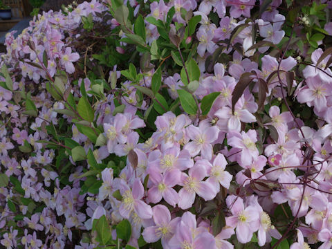 Clematis montana var. rubens