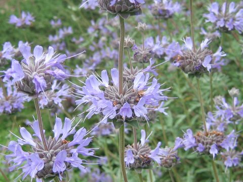 Salvia clevelandii