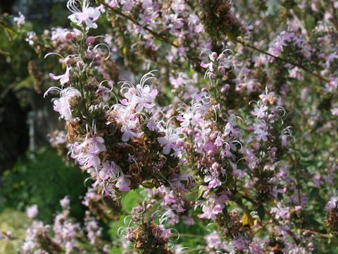 Salvia clevelandii