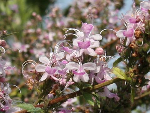 Salvia clevelandii