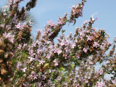 Salvia clevelandii