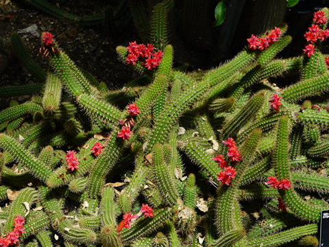 Cleistocactus samaipatanus