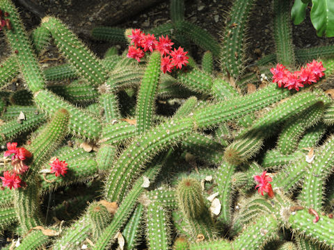 Cleistocactus samaipatanus