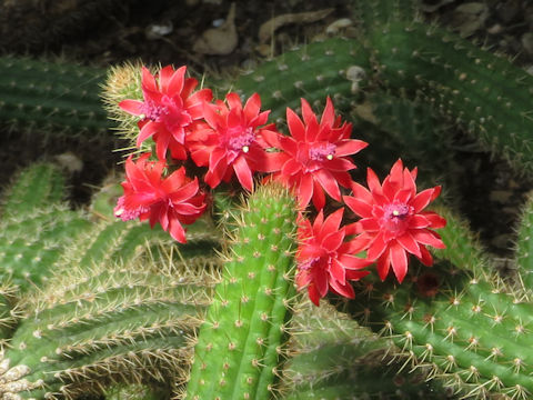 Cleistocactus samaipatanus