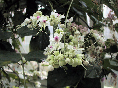 Clerodendrum scandens