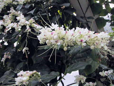 Clerodendrum scandens