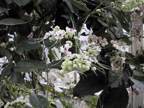 Clerodendrum scandens