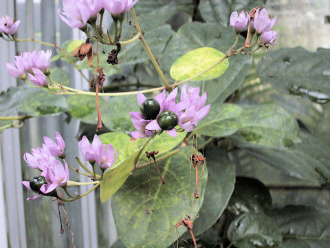 Clerodendrum scandens