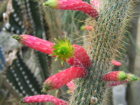 Cleistocactus smaragdiflorus