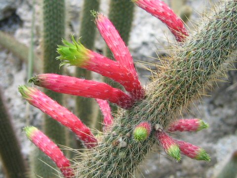 Cleistocactus smaragdiflorus