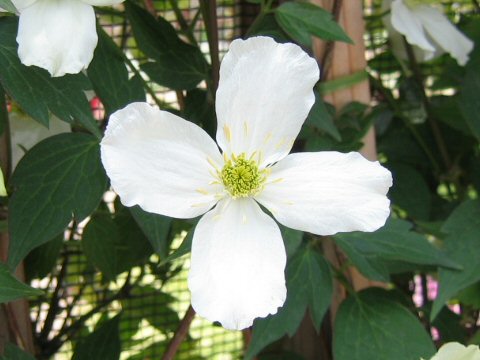 Clematis spooneri cv. Spooneri