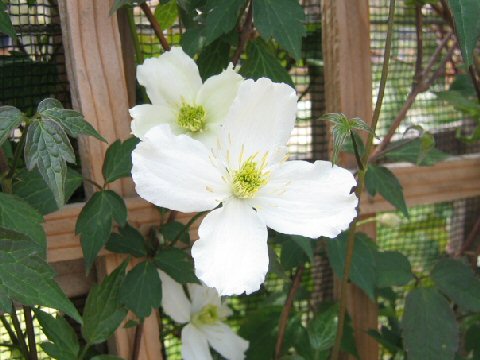 Clematis spooneri cv. Spooneri