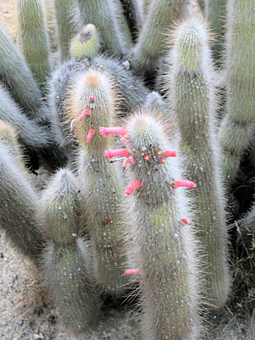 Cleistocactus strausii