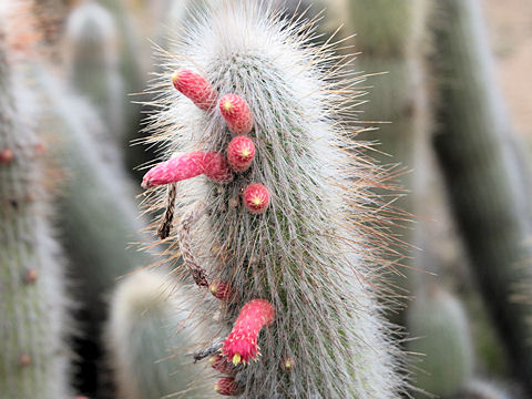 Cleistocactus strausii