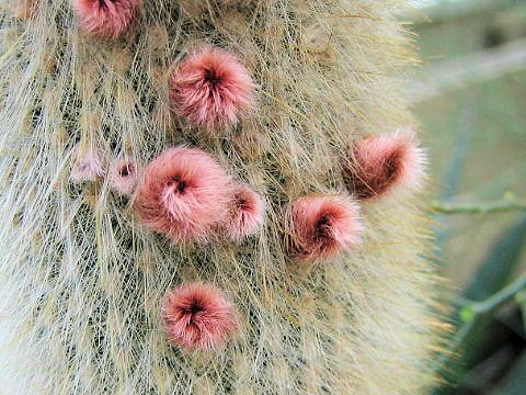 Cleistocactus strausii