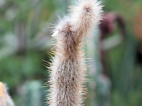 Cleistocactus strausii