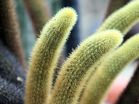 Cleistocactus strausii