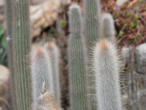 Cleistocactus strausii