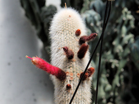 Cleistocactus strausii