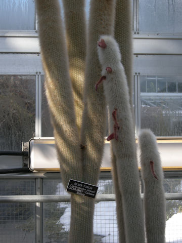 Cleistocactus strausii