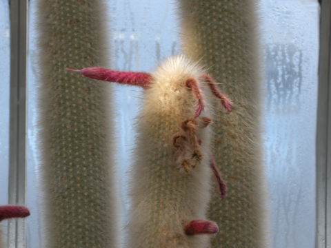 Cleistocactus strausii