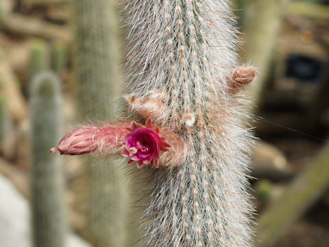 Cleistocactus strausii