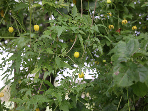 Clematis tangutica