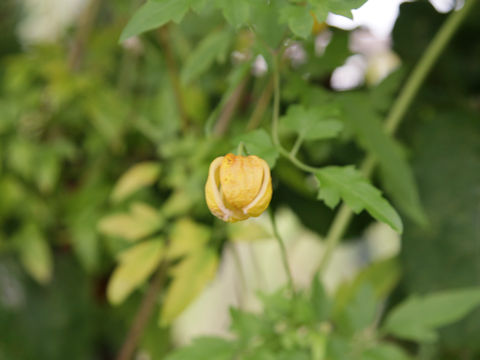 Clematis tangutica