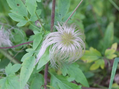 Clematis tangutica