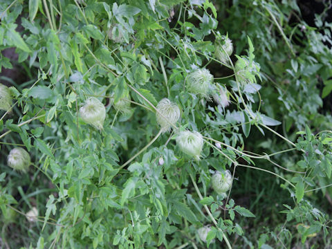 Clematis tangutica