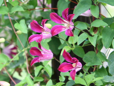 Clematis texensis cv. Sir Trevor Lawrence