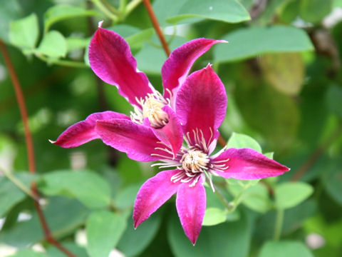 Clematis texensis cv. Sir Trevor Lawrence