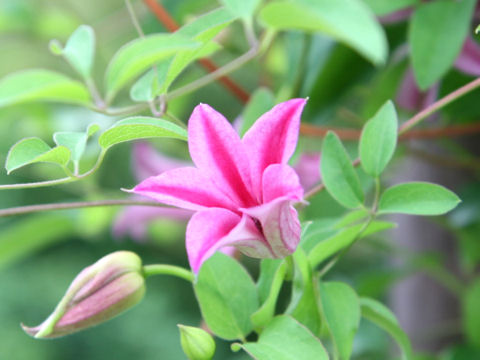 Clematis texensis cv. Duchess of Albany