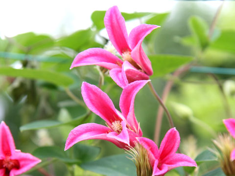 Clematis texensis cv. Princess Diana