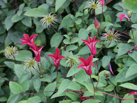 Clematis texensis