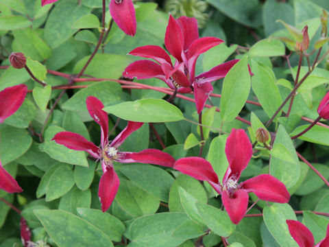 Clematis texensis