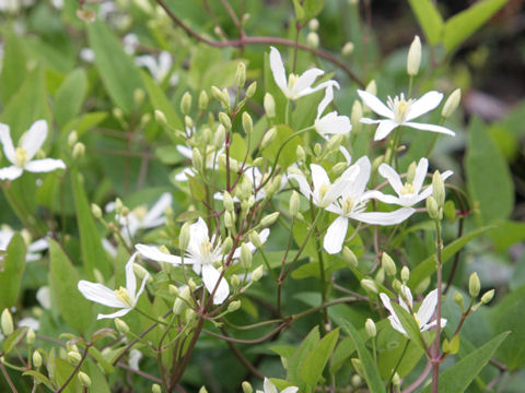 Clematis vitalba