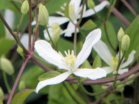 Clematis vitalba