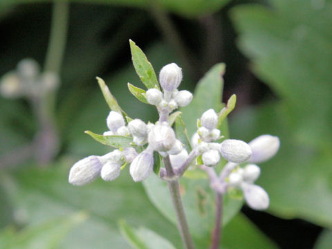 Clematis vitalba