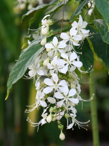 Clerodendrum wallichii