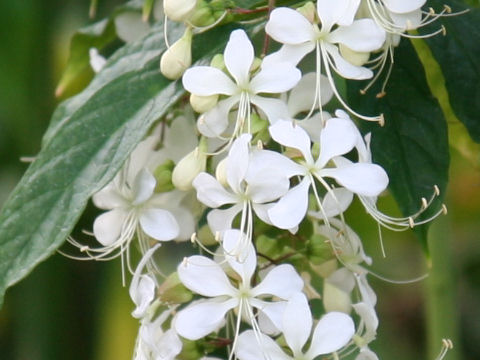 Clerodendrum wallichii