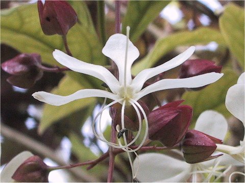 Clerodendrum wallichii